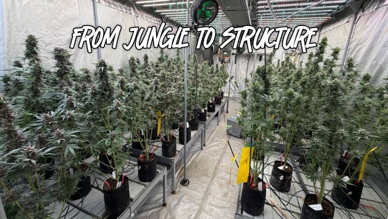 Lemon Cherry Cookies