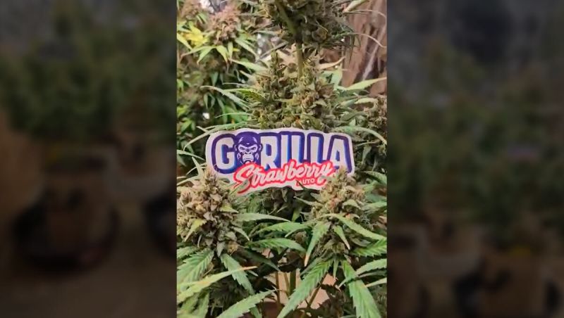 3Rd Place - Fast Buds Rf3 Mixed Strains - Spacement Growmie