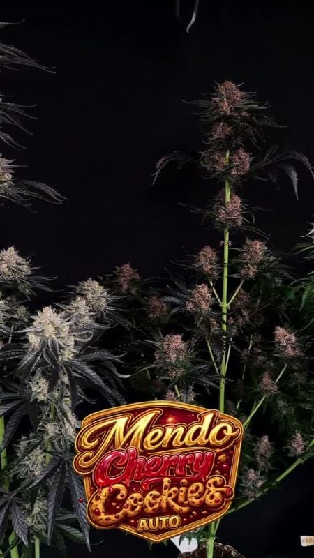 Mendo Cherry Cookies Upd
