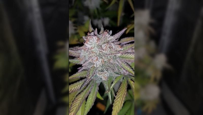 1st place budbreezy cherry cola auto