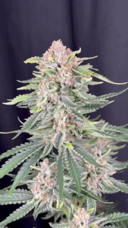 Cherry Cola RF3
