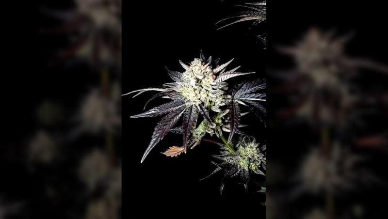 1st place - MENDO FROST - IslandTerps