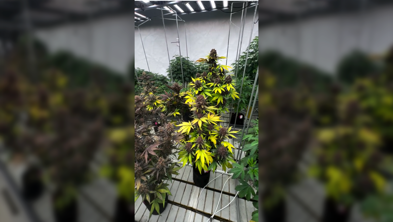 Stress Testing Last Gen Purple Lemonade