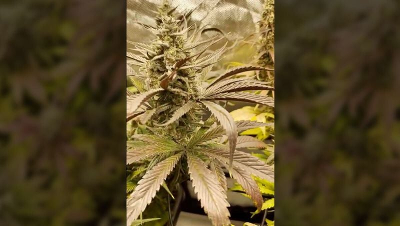 Honorary entry - EazyGrowin - Strawberry Gorilla Auto