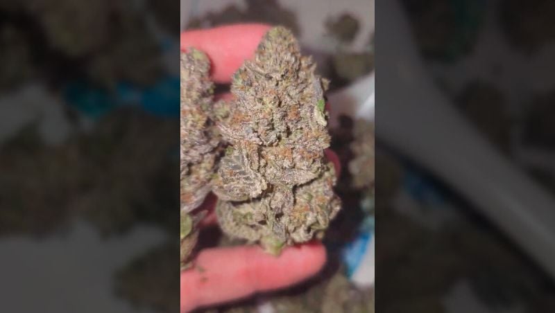 1st place - GrowingwithMAC - Papaya Sherbet pheno #2