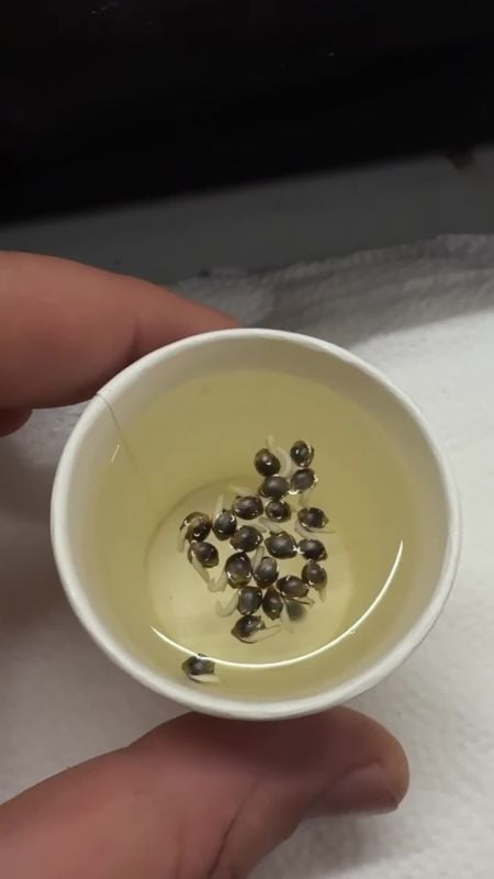 Soaking seeds FF and F.14 OPT