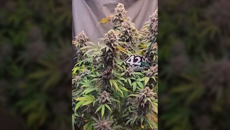 Honorary entry - Spacement Growmie -Papaya Sherbet