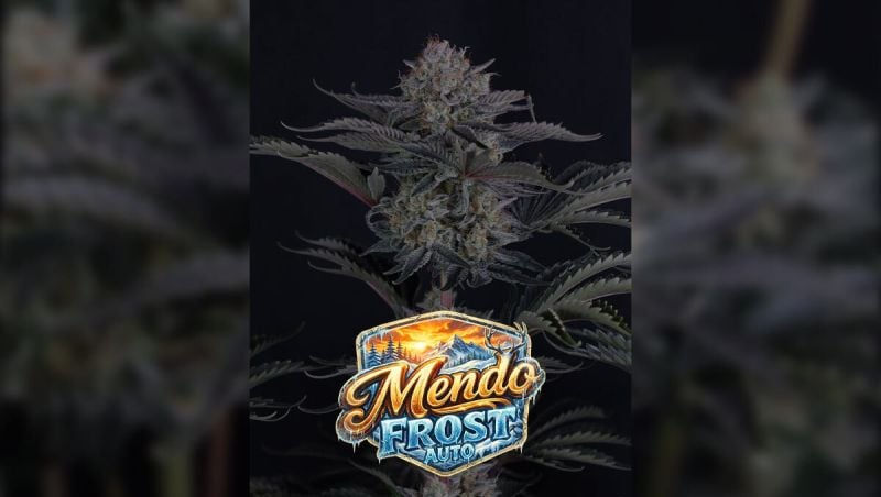 Mendo frost
