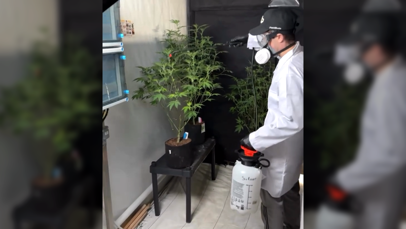 First application of STS on female plants