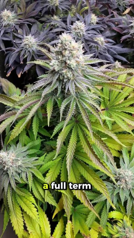 Papaya Sherbet Web Optim