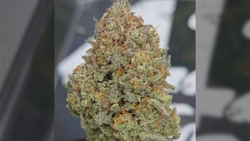 Honorary - Chubbskas - Apricot Auto