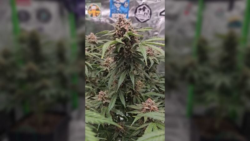 2nd Place - Cherry Cola RF3 Show Off - @513Grow - 15 Seeds