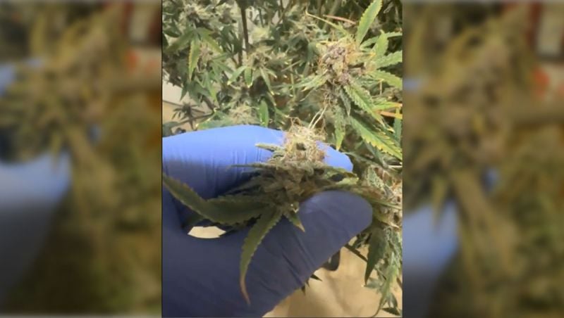 @BigJedd.LemonCherryCookies