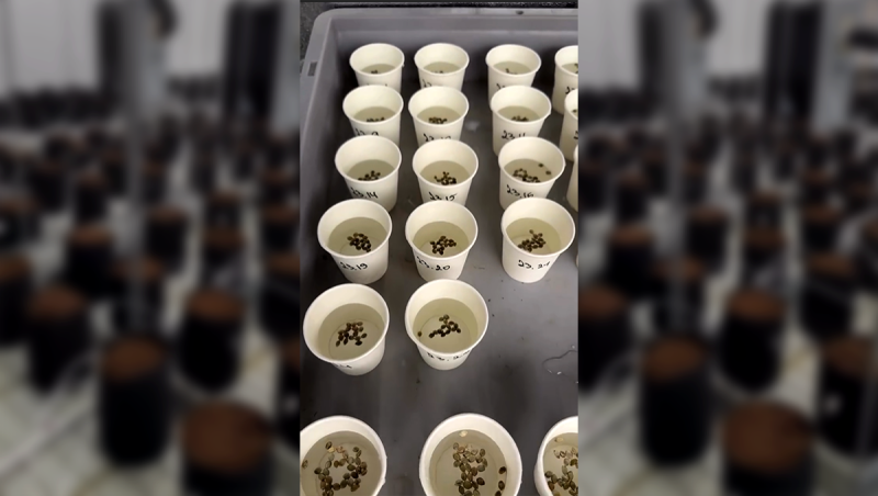 Large-Scale Autoflower Testing in Progress