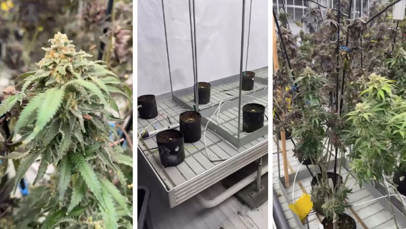 Harvest day at our pheno hunt room.