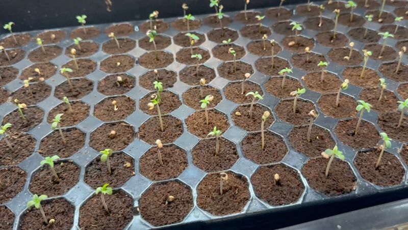 Moms in Sabika peat sponges 