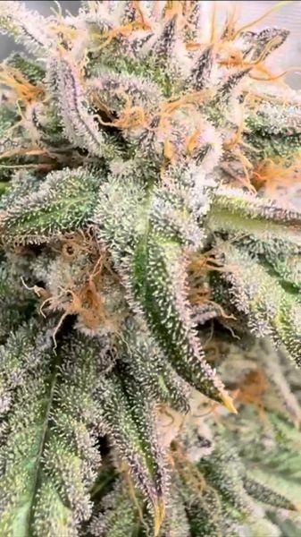 Discord Winner December 4