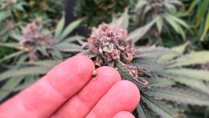 Cherry Cola RF3