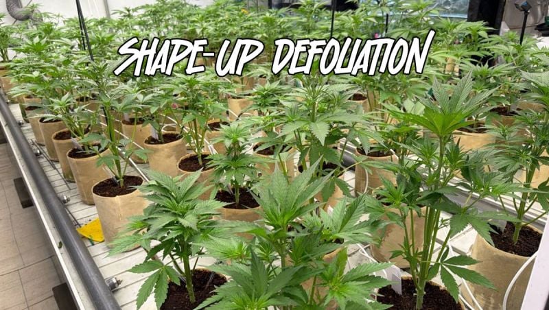 Shape-Up Defoliation