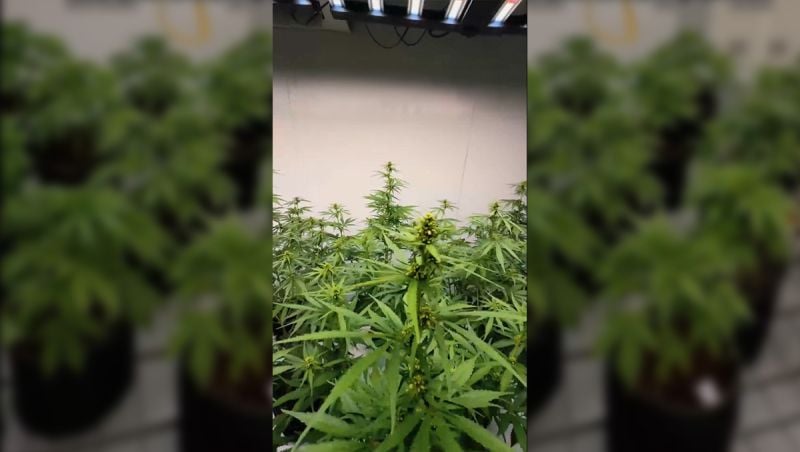 Apricot Auto Selection Optim