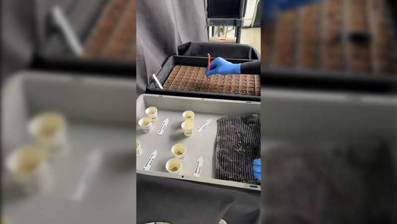 Cherry Cola Auto RF3 Scaling Up a Proven Genetic Line