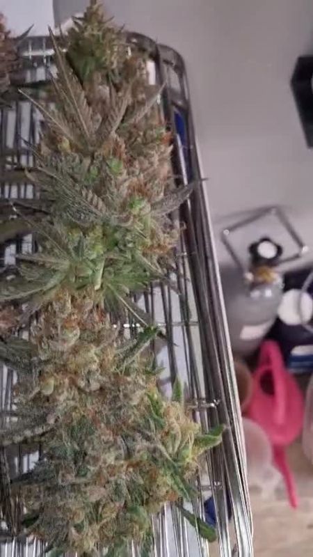 3rd place - MrWeeedWorld - HOW I GREW IT Mendo Guava Automatic HARVEST
