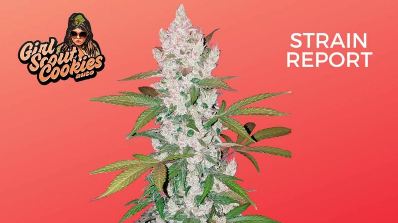 Girls Scout Cookies Auto