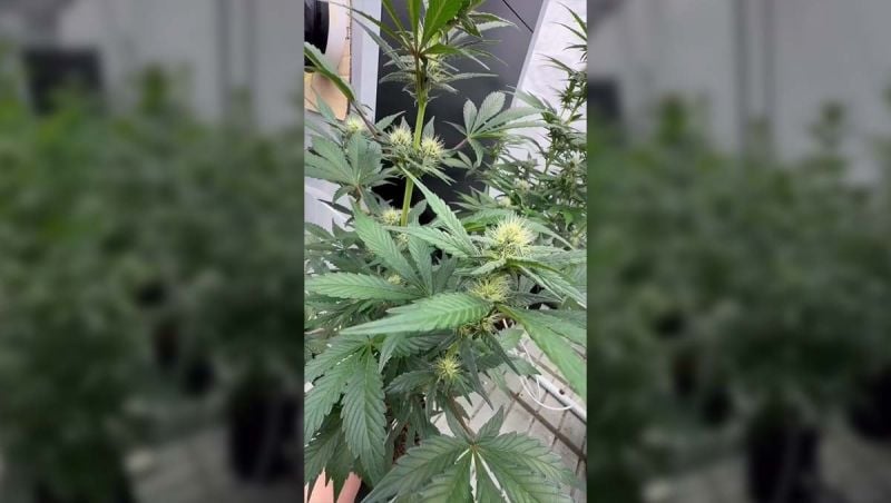 Autoflower Breeding Test Evaluating 367 Plants Across Multiple Projects