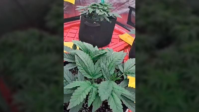 2nd place - Growing WithMac Rainbow Mellon & Papaya Sherbet full grow time-lapse 