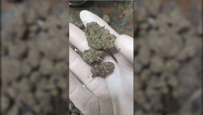 1st place - growtips @oce