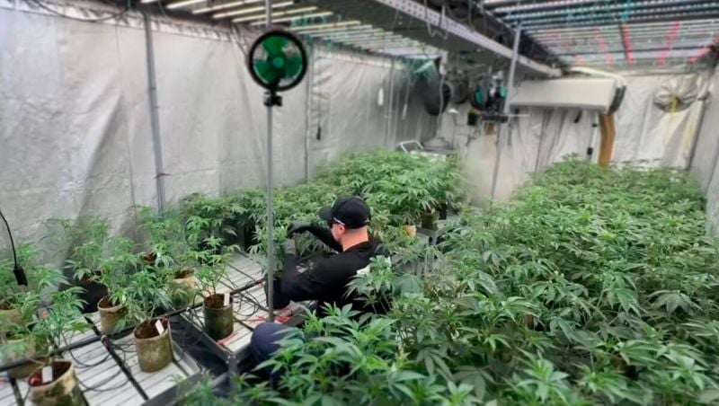 Timelapse Defoliation