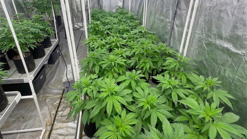 2026-02-03 before defoliation