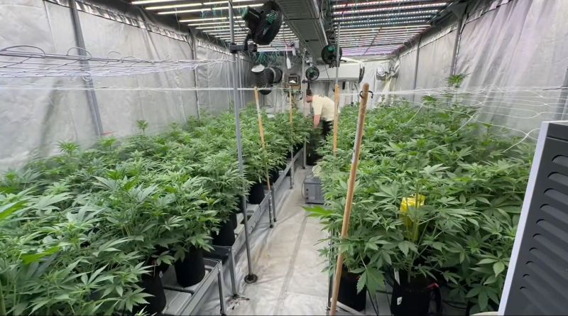 Lemon Cherry Cookies Auto: selection update