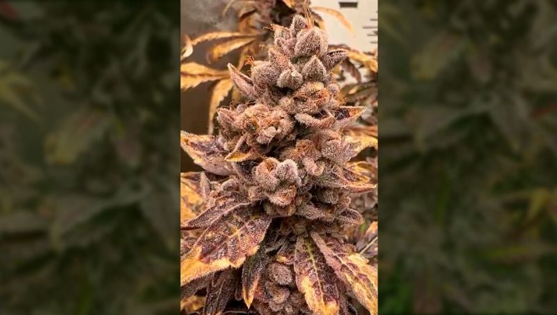 3rd Place - Biscotti Gelato Show Off - @cityboy - 10 Seeds