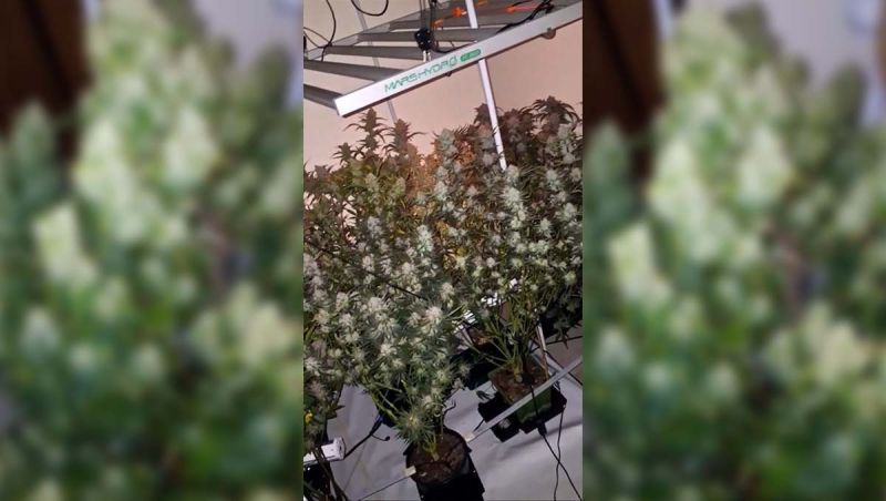 Gitty (Cherry cola, Frostbanger, Pound Cake, banana purple punch and gorilla zkittles)