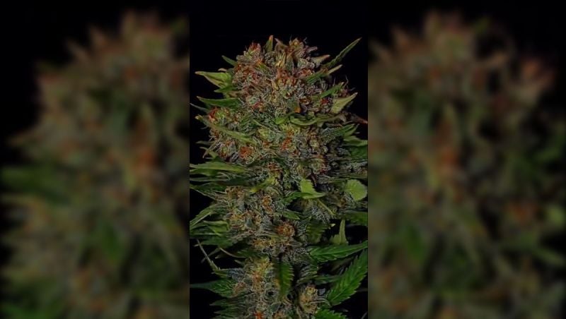 3rd place @IslandTerps