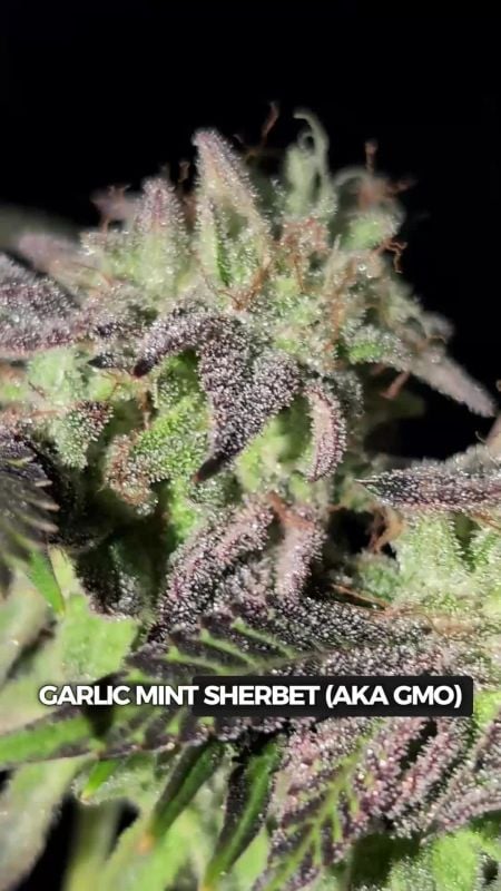 Garlic Mint Sherbet 