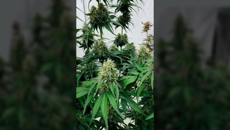 WHat this growers want Opt UPD