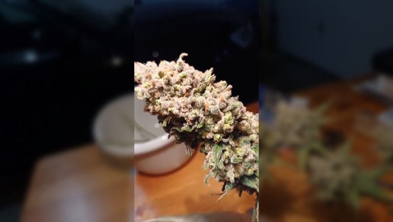 Jawles Big Bud Auto Harvest Day, Wettrim