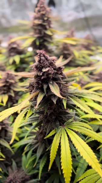 Discord Winner December 2