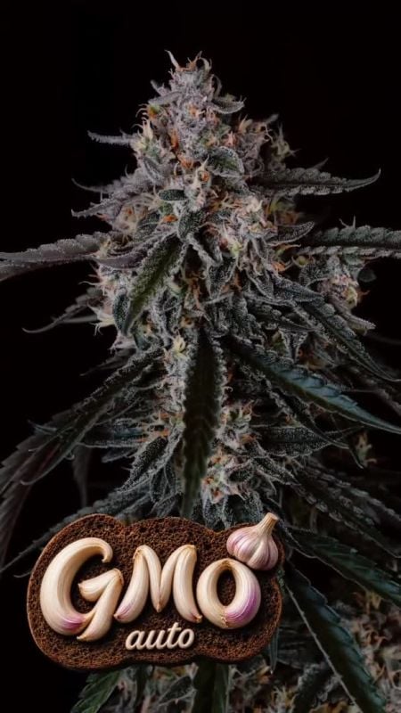 Gmo Auto New Cover Upd