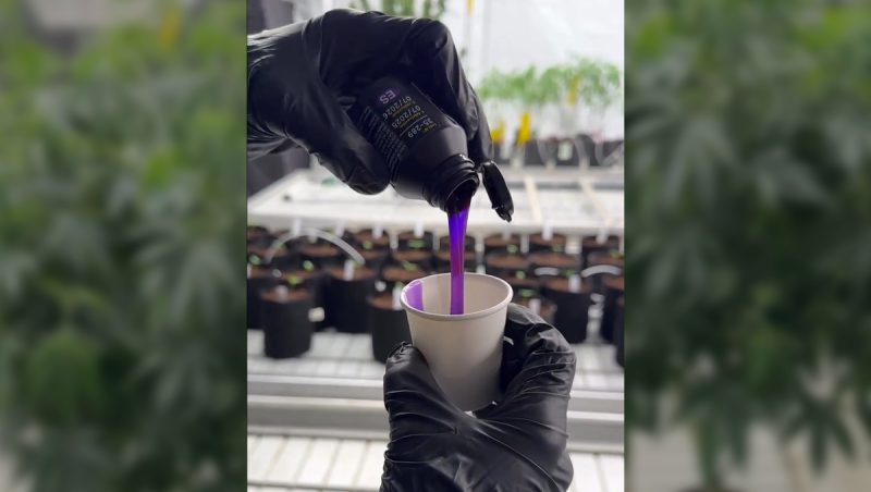 How We Make Clones at Our Breeding Facilities