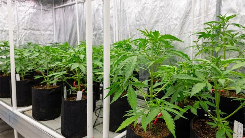 2026-02-03 after defoliation