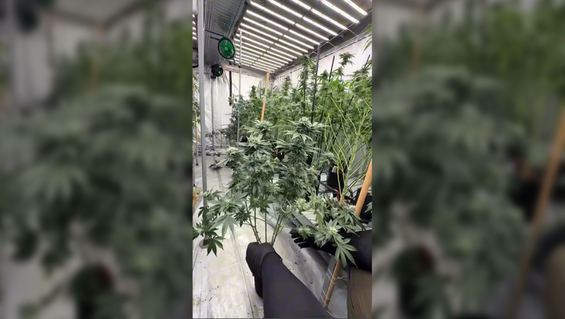 Applying lollipopping technique in our photoperiodic stress test room