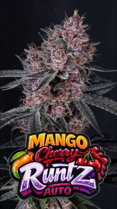 Mango Cherry Runtz Eng