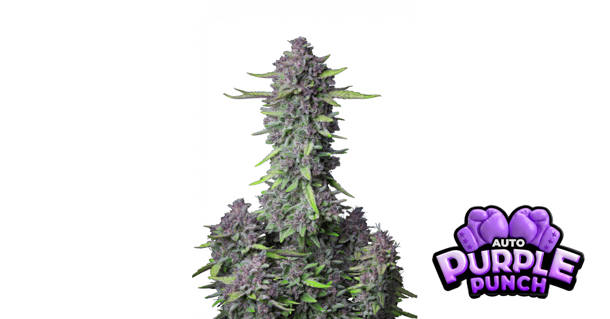 Purple Punch Auto — breeder photo