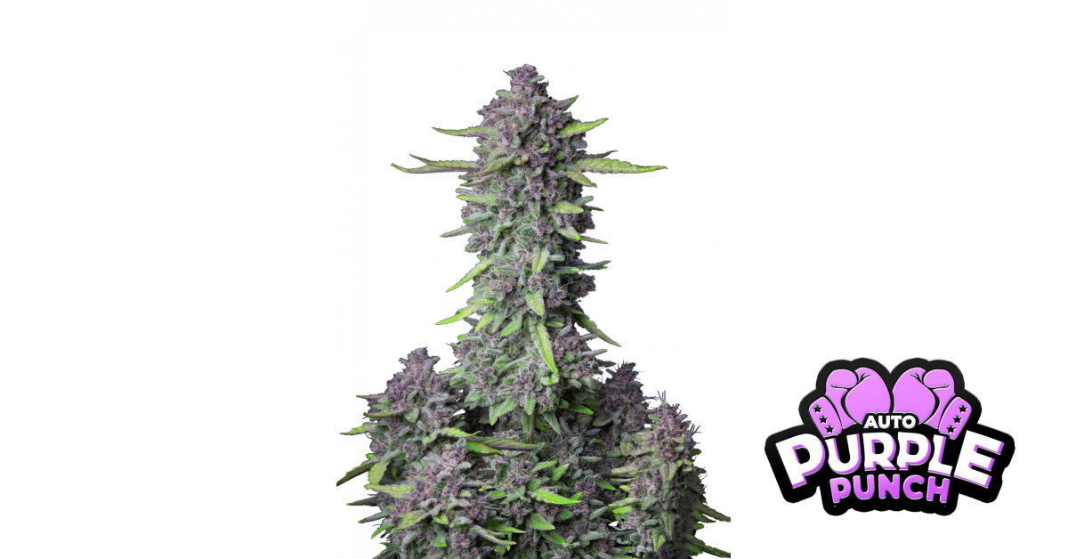 Purple Punch Auto