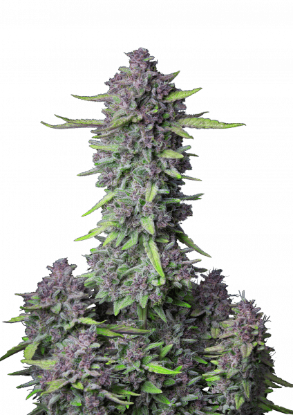 Purple Punch Auto