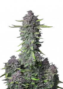 Photo of Purple Punch Auto