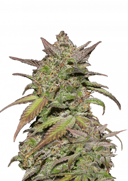 Smoothie Auto